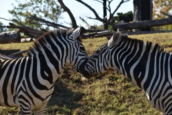 Казино Стики Уайлдс Поддръжка